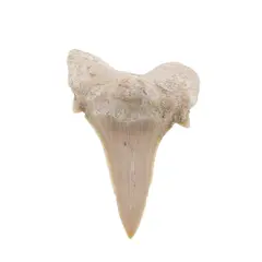 Dinte de rechin fosilizat din Maroc unicat, C12