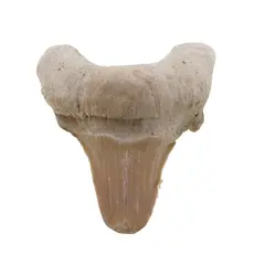 Dinte de rechin fosilizat din Maroc unicat, C13