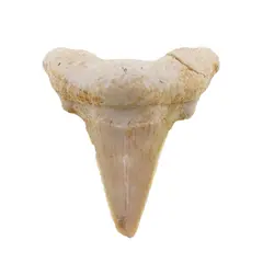 Dinte de rechin fosilizat din Maroc unicat, C14