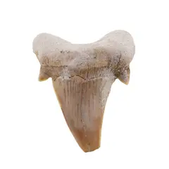 Dinte de rechin fosilizat din Maroc unicat, C15