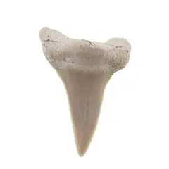 Dinte de rechin fosilizat din Maroc unicat, C16