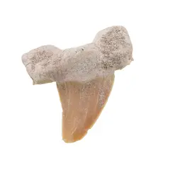Dinte de rechin fosilizat din Maroc unicat, C17