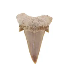 Dinte de rechin fosilizat din Maroc unicat, C18