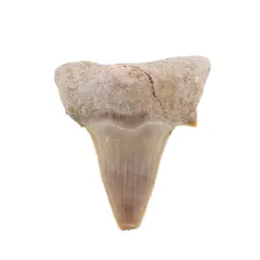 Dinte de rechin fosilizat din Maroc unicat, C19