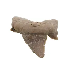 Dinte de rechin fosilizat din Maroc unicat, C2