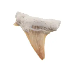 Dinte de rechin fosilizat din Maroc unicat, C20