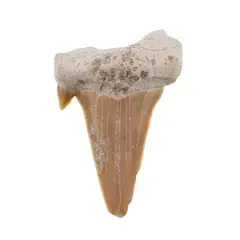 Dinte de rechin fosilizat din Maroc unicat, C21