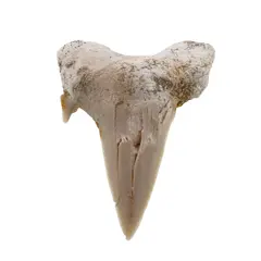 Dinte de rechin fosilizat din Maroc unicat, C22