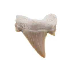 Dinte de rechin fosilizat din Maroc unicat, C23