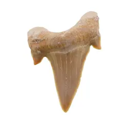 Dinte de rechin fosilizat din Maroc unicat, C24