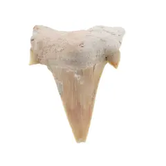 Dinte de rechin fosilizat din Maroc unicat, C25