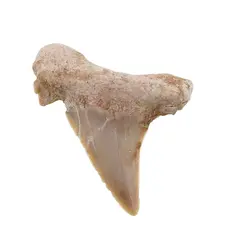 Dinte de rechin fosilizat din Maroc unicat, C26