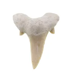 Dinte de rechin fosilizat din Maroc unicat, C28