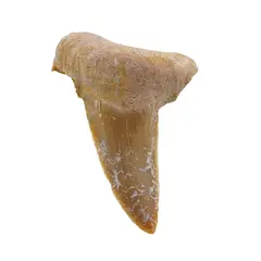 Dinte de rechin fosilizat din Maroc unicat, C29