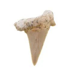 Dinte de rechin fosilizat din Maroc unicat, C3