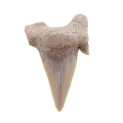 Dinte de rechin fosilizat din Maroc unicat, C30