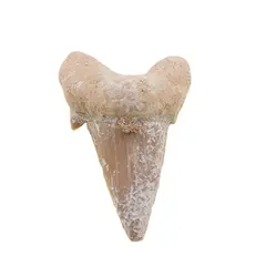 Dinte de rechin fosilizat din Maroc unicat, C31