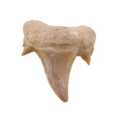 Dinte de rechin fosilizat din Maroc unicat, C32