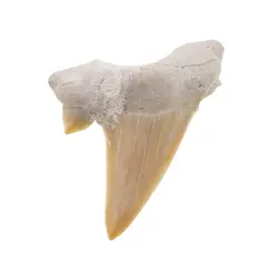 Dinte de rechin fosilizat din Maroc unicat, C33