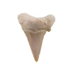 Dinte de rechin fosilizat din Maroc unicat, C34