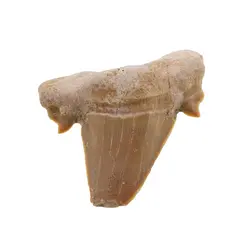 Dinte de rechin fosilizat din Maroc unicat, C35