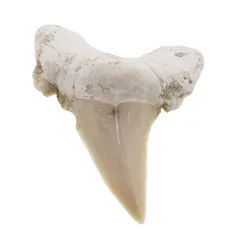 Dinte de rechin fosilizat din Maroc unicat, C36