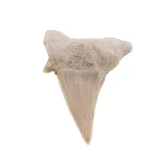 Dinte de rechin fosilizat din Maroc unicat, C37