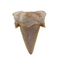 Dinte de rechin fosilizat din Maroc unicat, C38