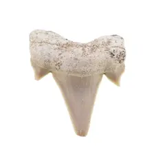 Dinte de rechin fosilizat din Maroc unicat, C39