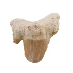 Dinte de rechin fosilizat din Maroc unicat, C4