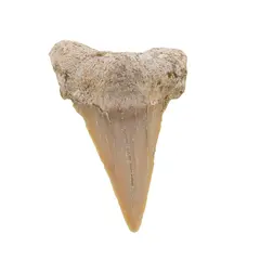 Dinte de rechin fosilizat din Maroc unicat, C40