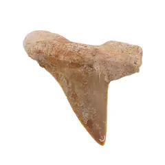 Dinte de rechin fosilizat din Maroc unicat, C42