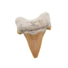 Dinte de rechin fosilizat din Maroc unicat, C43