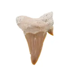 Dinte de rechin fosilizat din Maroc unicat, C44