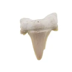Dinte de rechin fosilizat din Maroc unicat, C45