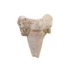 Dinte de rechin fosilizat din Maroc unicat, C46