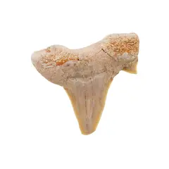 Dinte de rechin fosilizat din Maroc unicat, C5