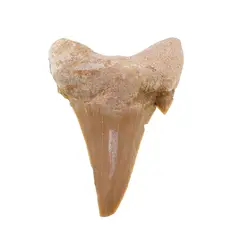 Dinte de rechin fosilizat din Maroc unicat, C50