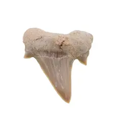 Dinte de rechin fosilizat din Maroc unicat, C53
