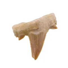 Dinte de rechin fosilizat din Maroc unicat, C54