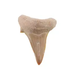 Dinte de rechin fosilizat din Maroc unicat, C55