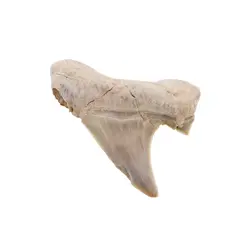 Dinte de rechin fosilizat din Maroc unicat, C56