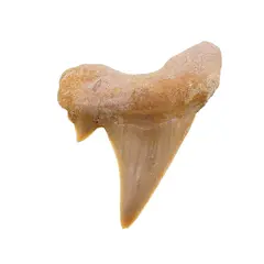 Dinte de rechin fosilizat din Maroc unicat, C57