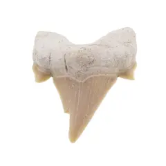 Dinte de rechin fosilizat din Maroc unicat, C58