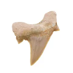 Dinte de rechin fosilizat din Maroc unicat, C6