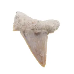 Dinte de rechin fosilizat din Maroc unicat, C60