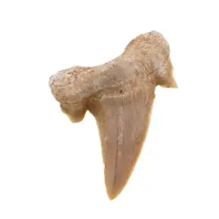 Dinte de rechin fosilizat din Maroc unicat, C61