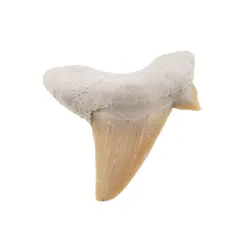 Dinte de rechin fosilizat din Maroc unicat, C62