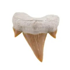Dinte de rechin fosilizat din Maroc unicat, C63