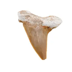 Dinte de rechin fosilizat din Maroc unicat, C65